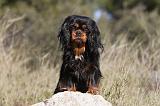 CAVALIER KING CHARLES 274